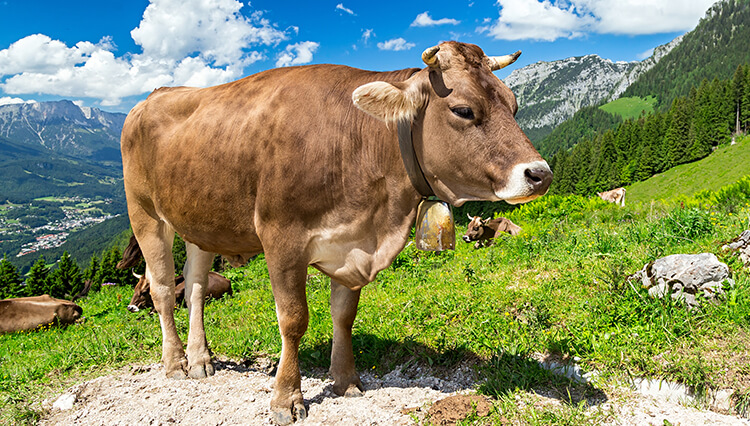 Rindfleisch in Österreich, Rinder Österreich kaufen, Rindfleisch kaufen Österreich