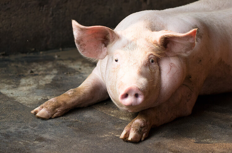 Schweinefleisch Schweinerassen, Schweinefleisch kaufen, Schweinefleisch online kaufen, Iberico Schweinefleisch kaufen, Mangalitza Schweinefleisch kaufen, Duroc Schweinefleisch kaufen, Schweinefleisch online kaufen, Schweinefleisch online bestellen